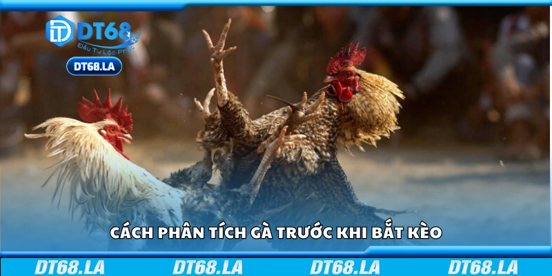 Hướng dẫn phân tích gà trước khi bắt kèo