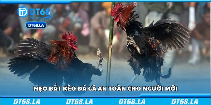Mẹo bắt kèo đá gà an toàn cho người mới