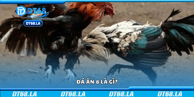 Tìm hiểu đá ăn 8 là gì?