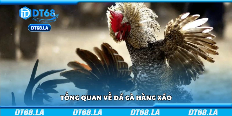 Tìm hiểu về đá gà hàng xáo