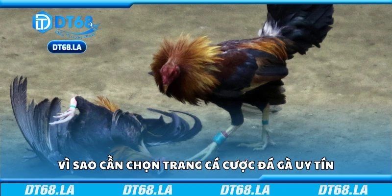 Lý /do cần chọn trang cá cược đá gà uy tín