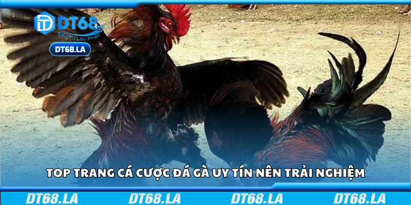 Top trang cá cược đá gà uy tín